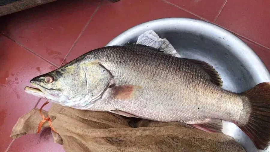 Cá vược hay cá hoàng đế, cá hoàng bảo yến, có thể sống ở nhiều môi trường nước khác nhau, cả nước ngọt, nước mặn cũng như nước lợ.
