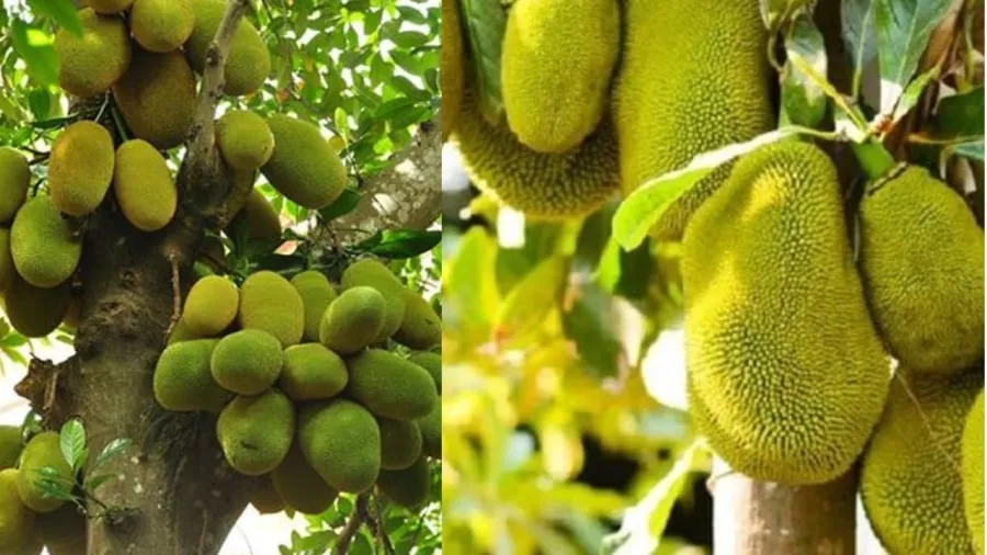 Gỗ mít đẹp, quả mít ngon