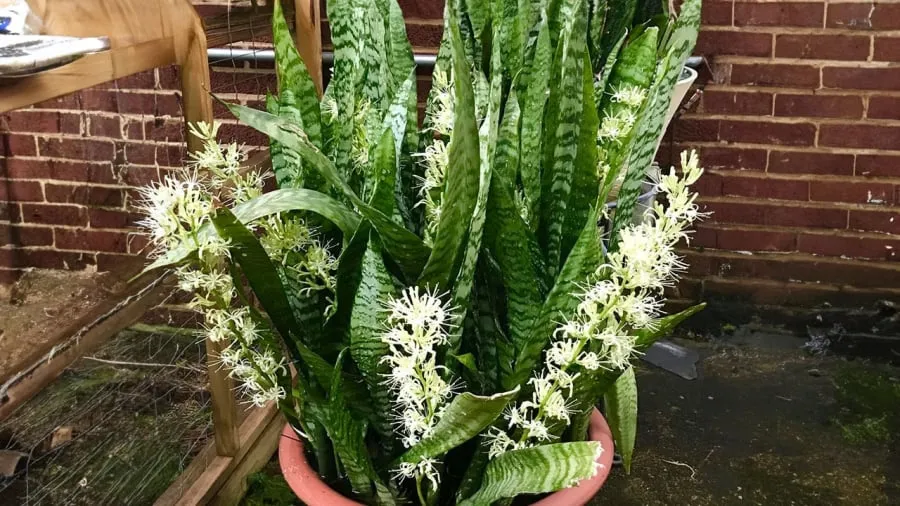 Lưỡi hổ ít khi ra hoa