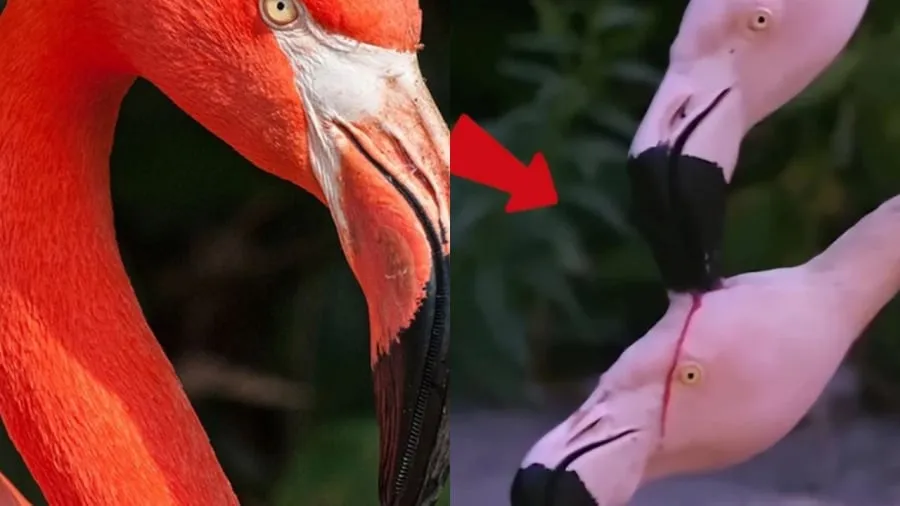 Hóa ra sự thật bất ngờ