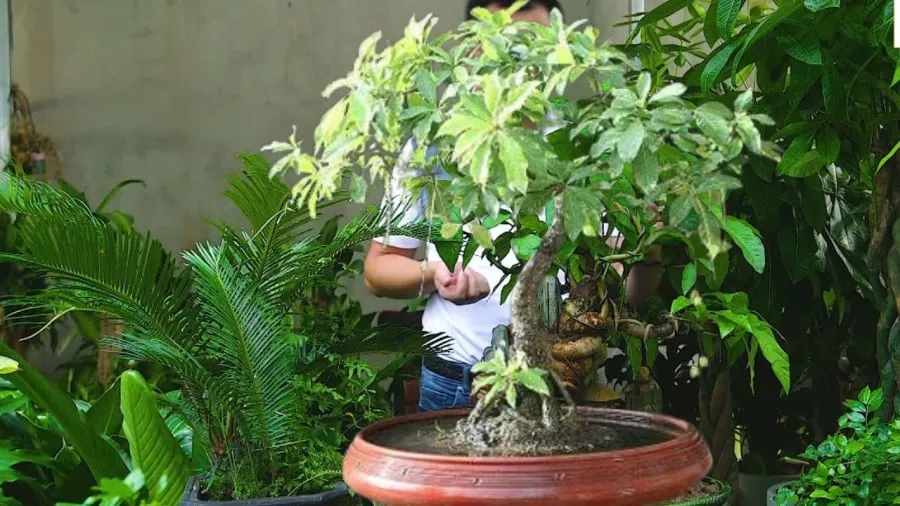 Sung lộc vừng vạn tuế tạo thế tam đa