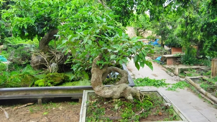 Cây sung rất dễ trồng