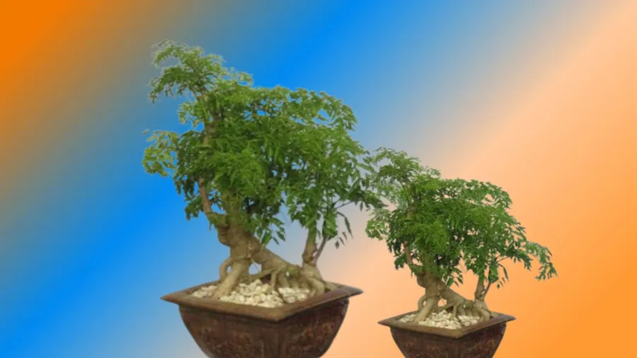 Cây đinh lăng đủ tuổi mới phát huy dược tính