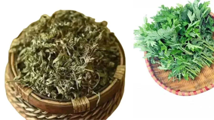 Rau ngải cứu có nhiều ứng dụng trong gia đình