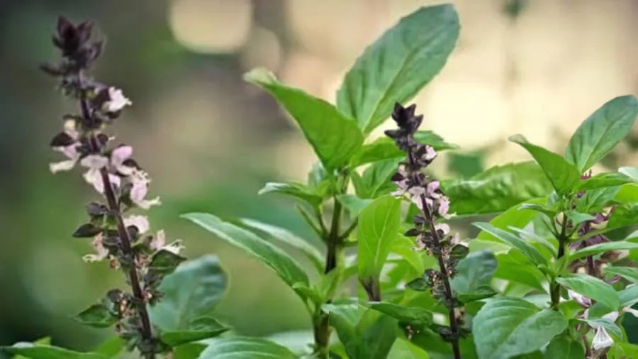 Húng quế là loại cây gia vị và là cây phong thủy