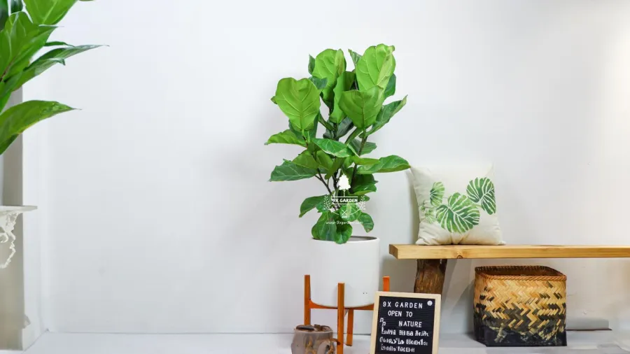 Trước cửa nhà đặt chậu cây xanh mang lại không khí dễ chịu