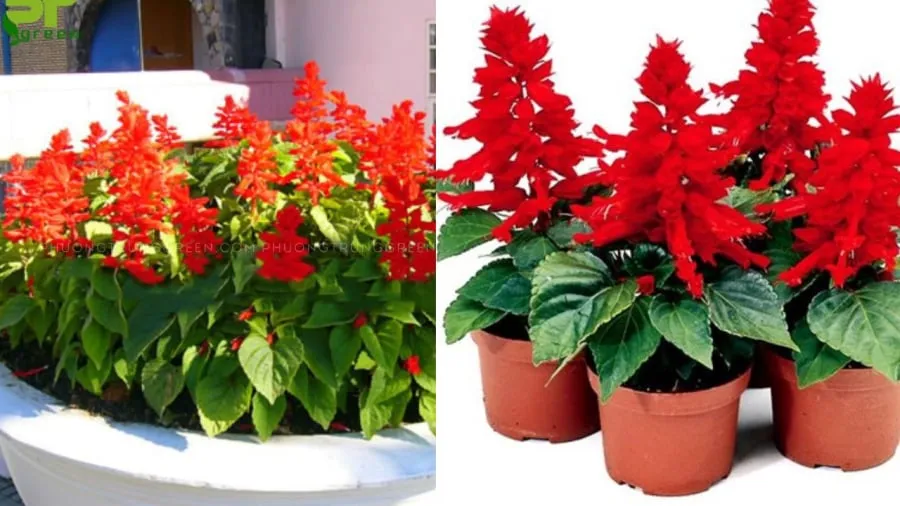 Hoa xác pháo rực rỡ
