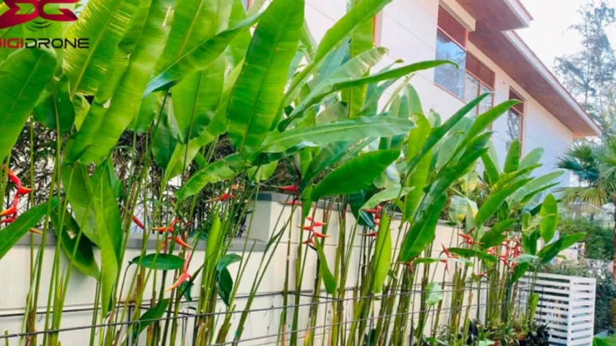 Tràng hoa chuối cảnh