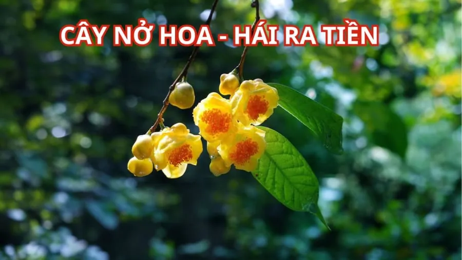 Hoa trà hoa vàng được bán trên thị trường giá trị rất cao