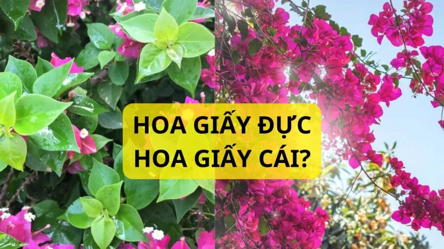 Không có hoa giấy đực mà chỉ là do chăm sóc chưa đúng nên ít hoa