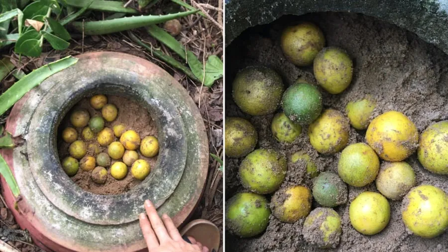 Bạn có thể dùng cát để bảo quản chanh.