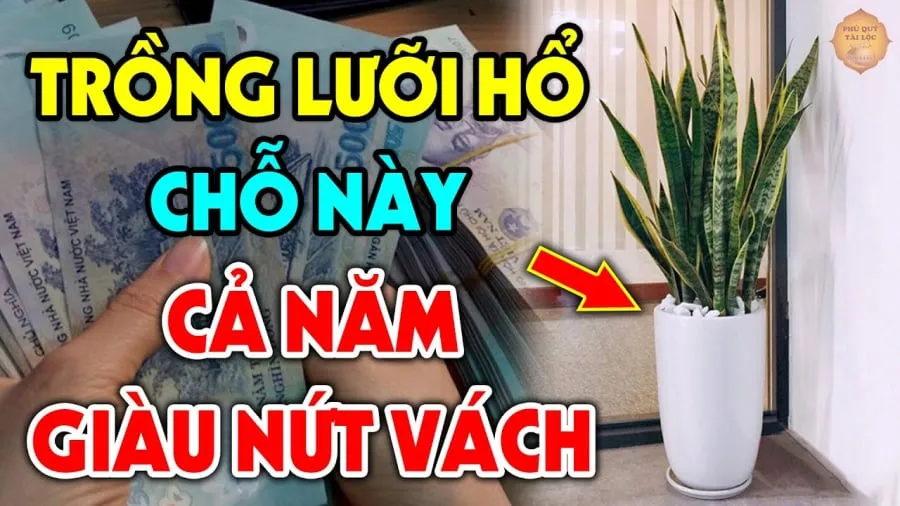 Cây hút tài lộc nhà giàu nào cũng có 1 cây