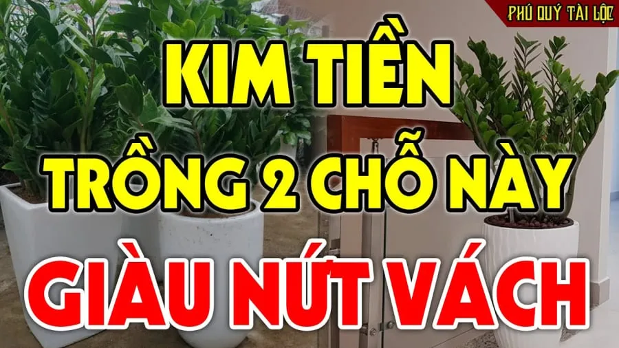 Cây trồng hút tài lộc