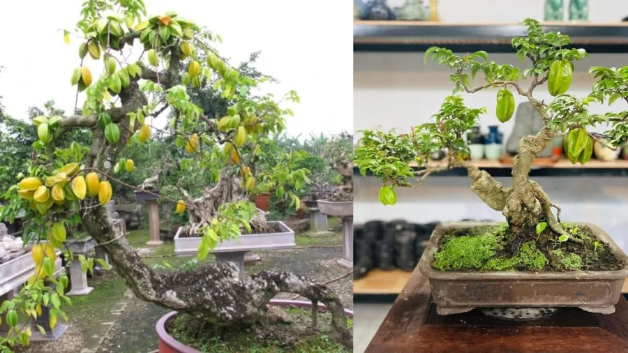 Trồng cây khế có thể trồng cây bonsai hoặc trồng xuống đất