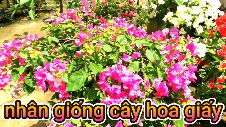 Hoa giấy