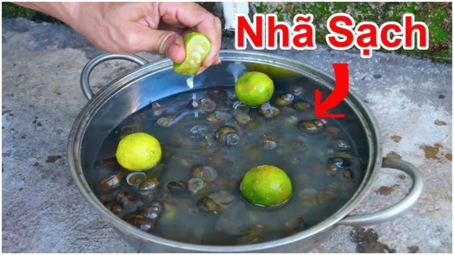 Mẹo ngâm ốc sạch nhớt 