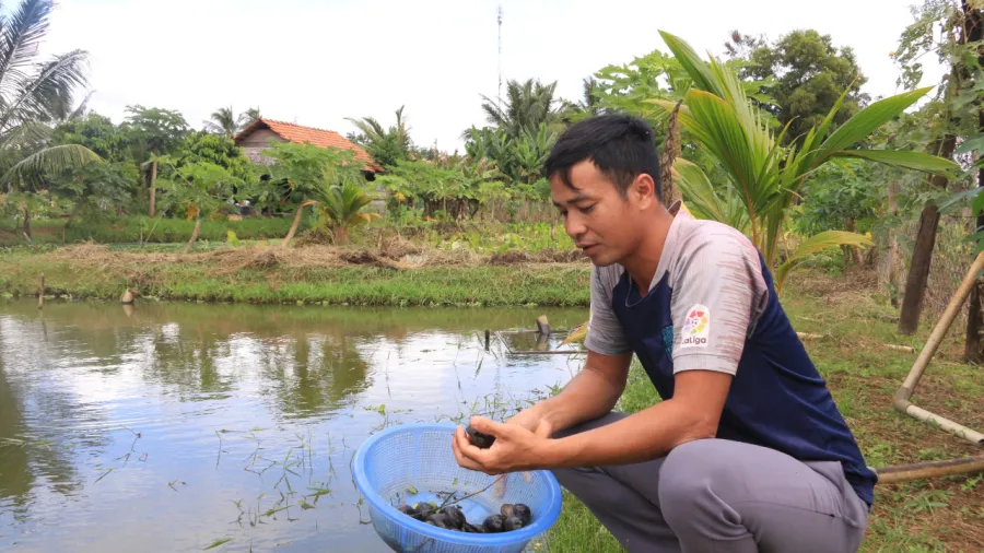 Để mở rộng quy mô sản xuất, anh Hội đã liên kết với nhiều người dân trẻ ở khu vực Buôn Đôn và Cư Mgar, tỉnh Đắk Lắk, phát triển gần 2ha nuôi ốc