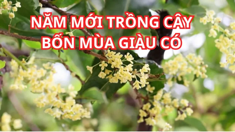 Mộc hương mang phong thủy tốt lành