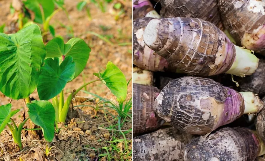 Những ruộng trồng khoai môn tốt um ở huyện Lấp Vò, tỉnh Đồng Tháp. Cây khoai môn trồng ven dòng sông Tiền, ra la liệt củ, củ cái nông dân bán giá 23.000-25.000 đồng/kg.