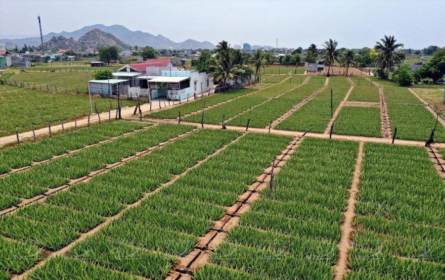 Hiện tại, giá nha đam dao động từ 3.000 đến 3.200 đồng/kg