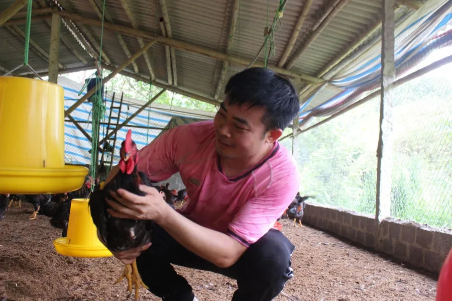 Chủ trang trại thế hệ 8x này đã chọn giống gà Minh Dư 3 từ Bình Định để nuôi
