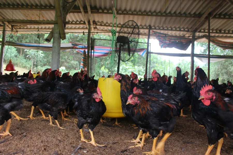 Mỗi con gà Minh Dư 3 từ lúc nuôi đến khi xuất bán phải được tiêm phòng ít nhất 3 lần