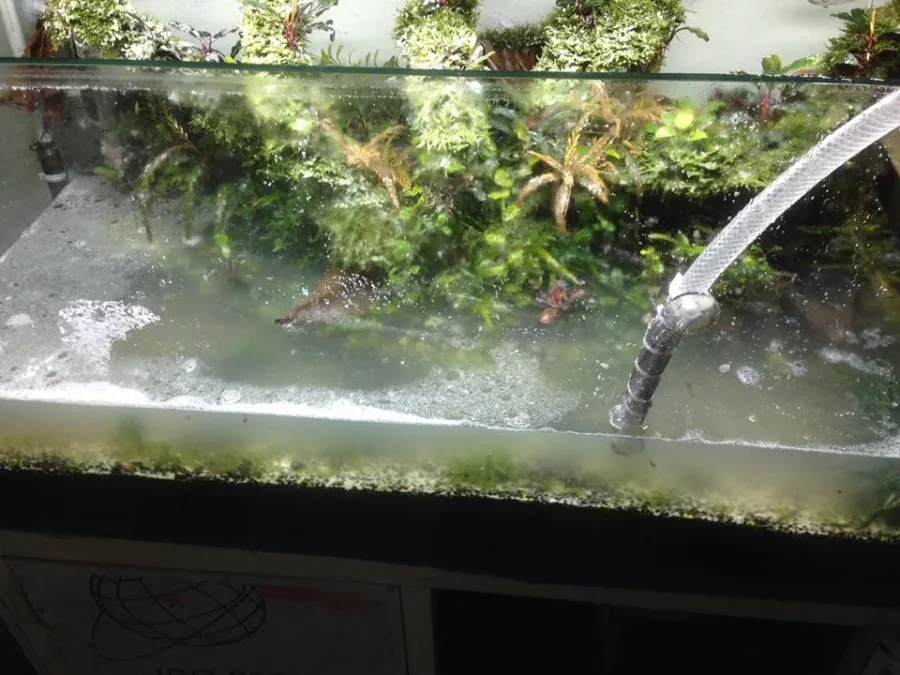 Bể cá nổi bong bóng xà phòng sau sự cố