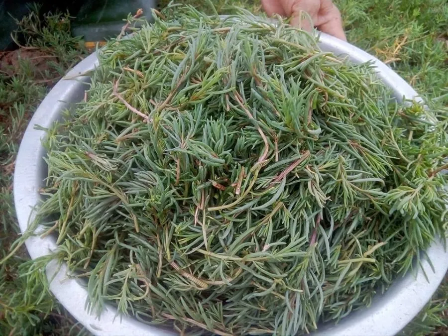 Anh Trần Văn Quân, sinh năm 1984 tại thôn 13, xã Quỳnh Vinh, thị xã Hoàng Mai, đã bắt đầu gắn bó với nghề trồng rau nhót từ khoảng 6 năm trước