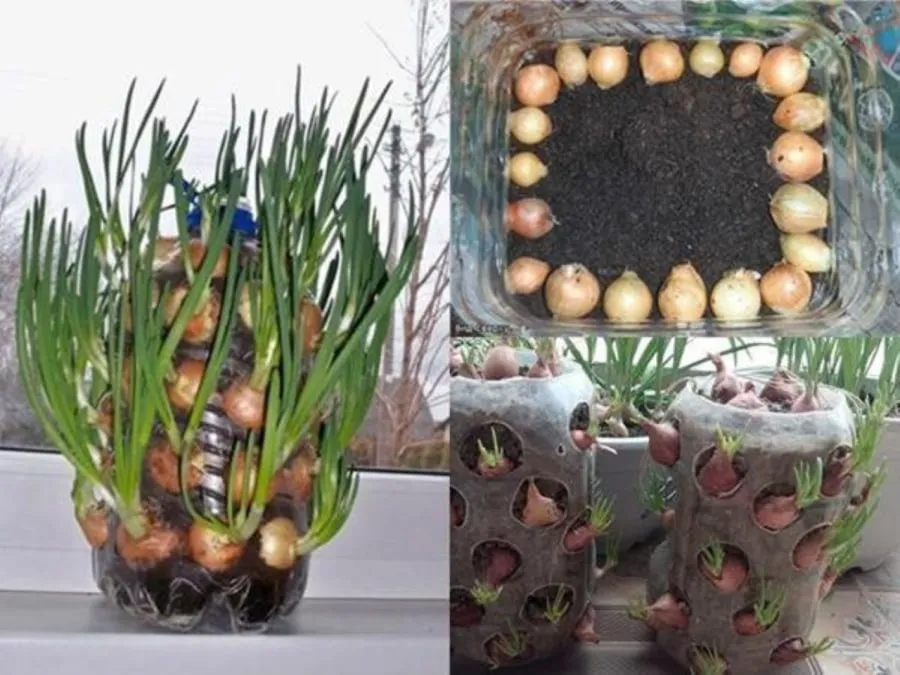 Trồng hành lá bằng đất trong chai nhựa