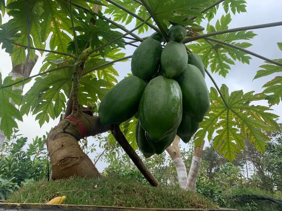 Theo thông tin từ các nhà vườn, giống đu đủ thường được trồng để làm bonsai chủ yếu là giống Đài Loan với quả tròn hoặc giống Thái Lan có dáng quả thon dài