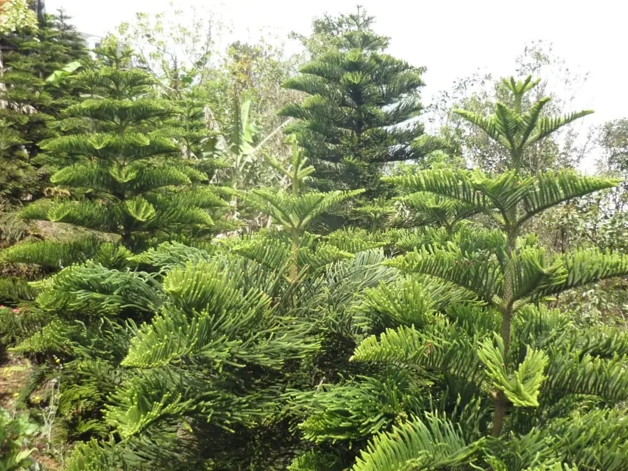 Năm cây trồng vào nhà nào nhà đấy nghèo, cày cuốc như trâu vẫn nợ, chặt bỏ đừng tiếc