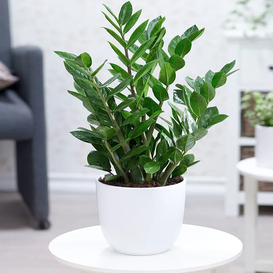 Mùa hè là thời điểm sinh trưởng mạnh mẽ của kim tiền, vì vậy bạn nên bón phân hữu cơ pha loãng cho cây.