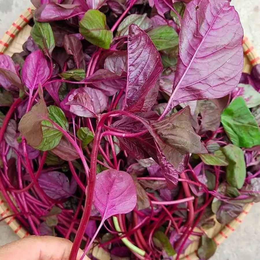 Ở Việt Nam, loại rau này thường được chia thành 3 loại là dền xanh, đỏ và gai.