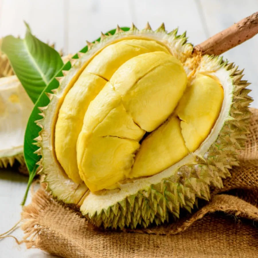 Sầu riêng, thường được gọi là vua của các loại trái cây, sở hữu những đặc điểm nổi bật không chỉ ở hình dáng mà còn ở hương vị