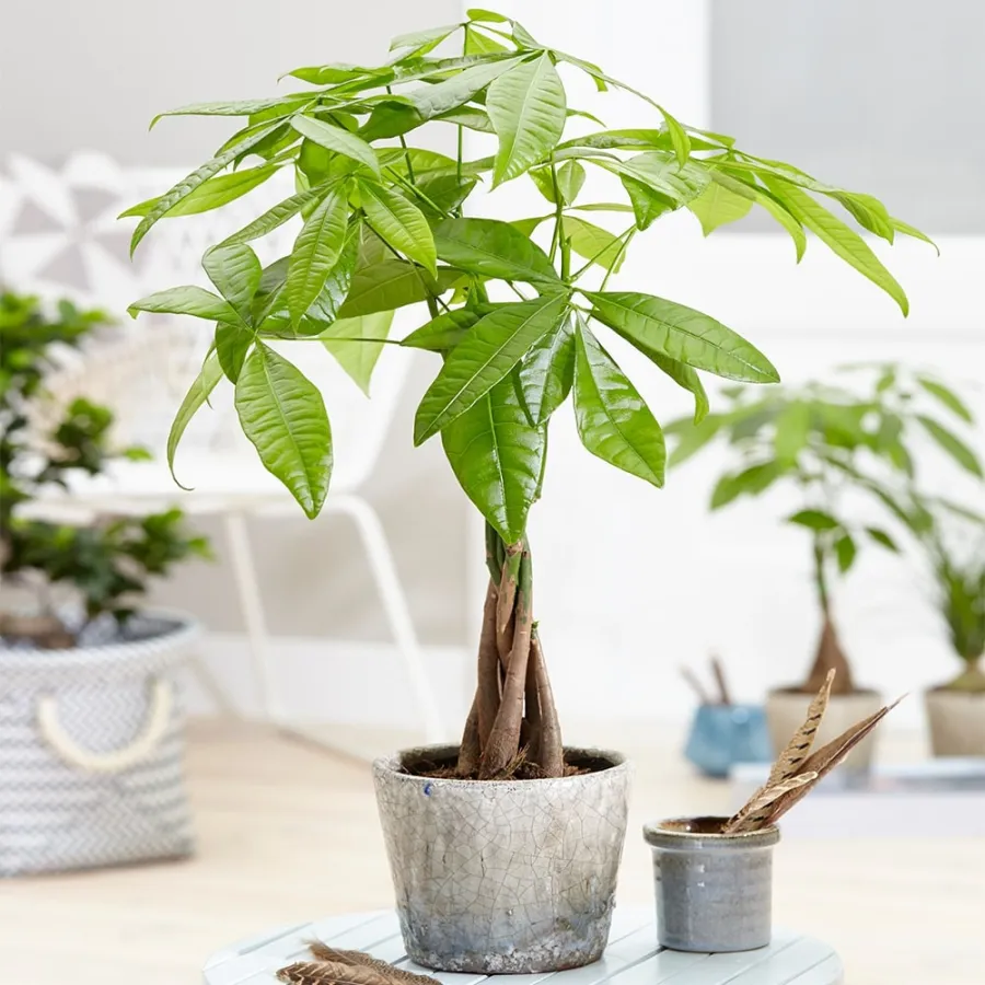 Cần đặc biệt chú ý đến môi trường trồng kim ngân vì lá cây rất dễ chuyển vàng.