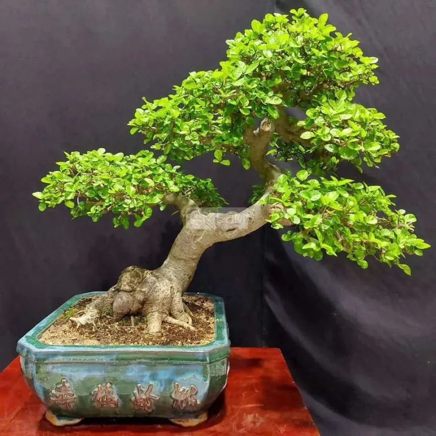 Nhiều người yêu thích mà mang cây duối về trồng trong chậu bonsai giúp trang trí nhà cửa.